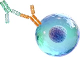 Immune Checkpoint Proteins